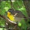 Yellow-breasted Chat